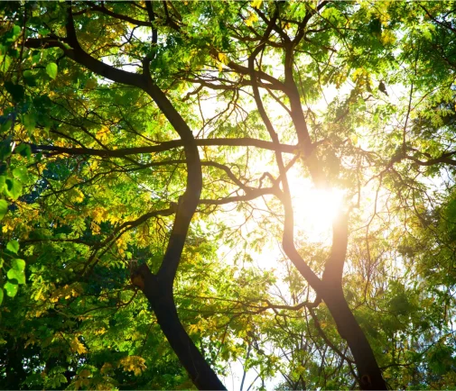 Sunlight filtering through a tree, representing hope and clarity – Jacqueline Ullmann Counselling, North West London.