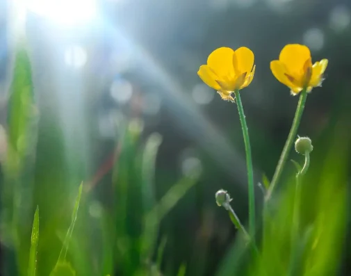 Two flowers side by side, symbolising connection, understanding, and couples counselling – Jacqueline Ullmann, Couple Therapy in North West London.