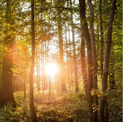 Serene woodland with sunlight streaming through, evoking a sense of calm and healing – Jacqueline Ullmann Counselling.