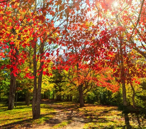 Autumn woodland with red leaves, representing change and transformation – Jacqueline Ullmann, Counselling and Couple Therapy.