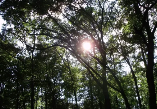 Sunlight filtering through a tree, representing hope and clarity – Jacqueline Ullmann Counselling, North West London.