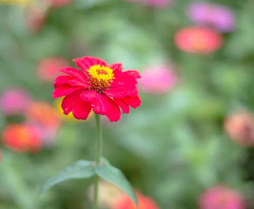 A striking red flower, embodying strength, emotional resilience, and self-growth – Jacqueline Ullmann Counselling.