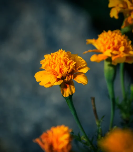 Bright yellow flowers, symbolising hope, warmth, and positivity – Jacqueline Ullmann Counselling, North West London.